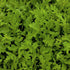 Rocket Salad Seeds (Arugula)